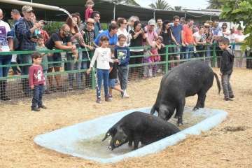 Más de 900 animales en la Feria de Ganado de Gran Canaria (Foto TA)